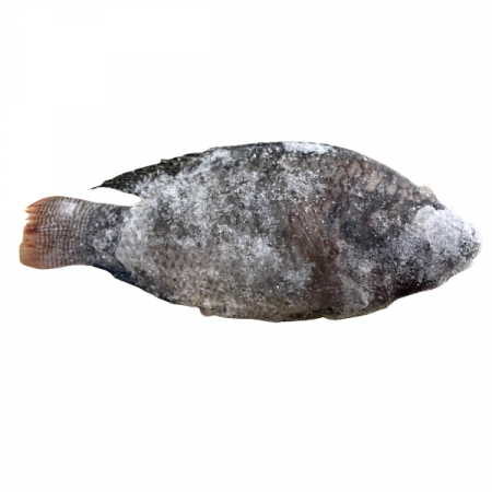 Tilapia