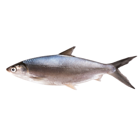 Fisher Farms Whole Milkfish Bangus 600-800g