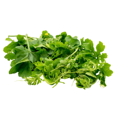 Fresh Bitter Melon Leaves (Dahon ng Ampalaya)