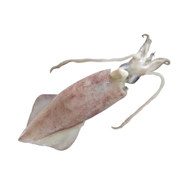 Squid 2kg